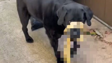 schwarzer Hund mit Schlange um die Schnauze
