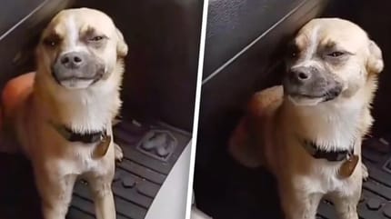 Hund im Fußraum des Autos.