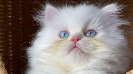 gatito blanco ojos azules