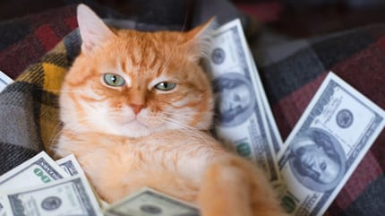 gatto circondato da dollari