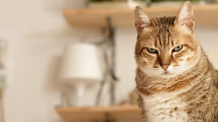gatto arrabbiato sta per soffiare