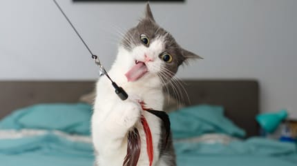 Gekke kat speelt met speeltje aan hengel