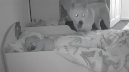 Hund steht neben Kinderbett