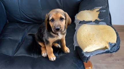 Puppy heeft de armleuning gesloopt