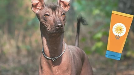 xoloitzcuintle cuidados piel