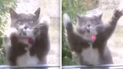 Katze vor Tür mit erhobenen Pfoten