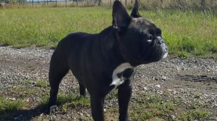 Französische Bulldogge