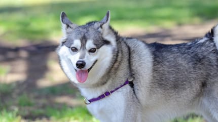 alaskan klee kai