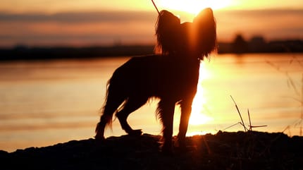 Hund im Sonnenuntergang am Meer.