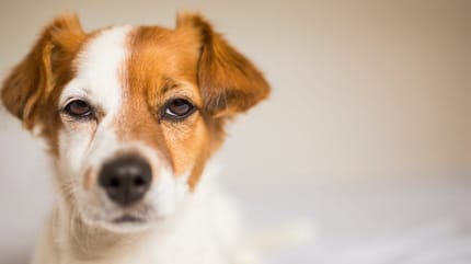 Kleiner weiß-brauner Hund