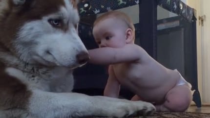 Baby streichelt einen Husky