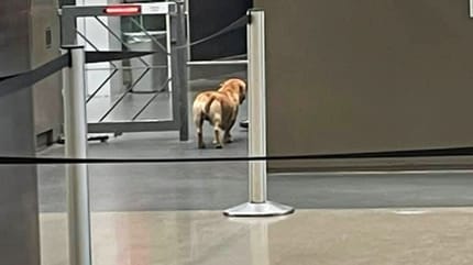 Un chien franchit la frontière entre le Mexique et les États-Unis.