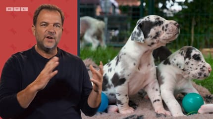Martin Rütter und die Doggenbabys.