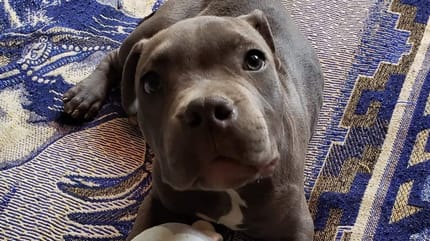 René, un chien abandonné