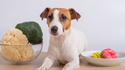 pies z miską warzyw