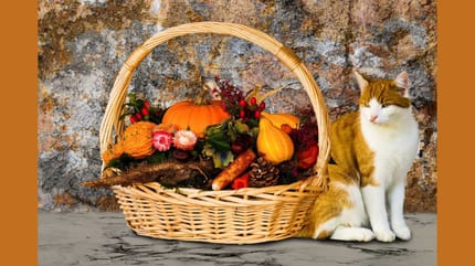 gatto a ottobre in autunno