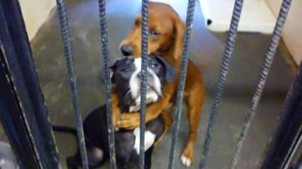 Zwei Hunde umarmen sich