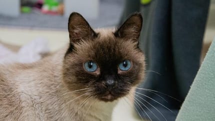 un chat siamois aux yeux bleus