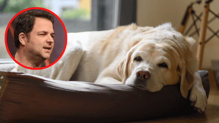 Hundetrainer Martin Rütter