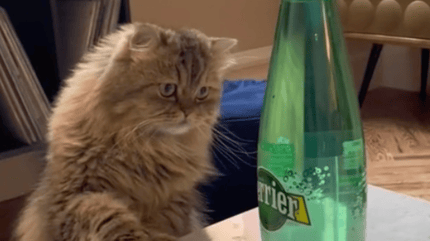Un chat découvre une bouteille d’eau gazeuse : plus de 2 millions d’internautes tombent sous le charme