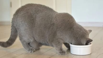 crocchette per gatti obesi: micio in sovrappeso mangia