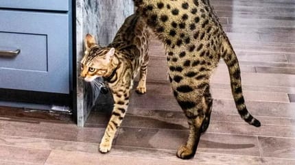 Savannah-Katze