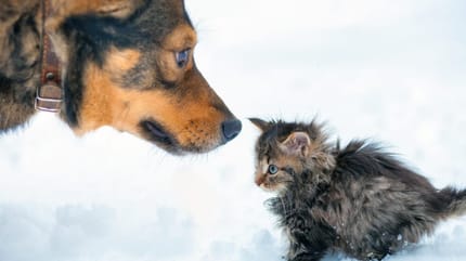 Hund schnüffelt an Katze im Schnee