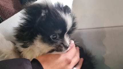 Voor slechts 1200 Euro werd het diertje thuis aan de deur afgeleverd.