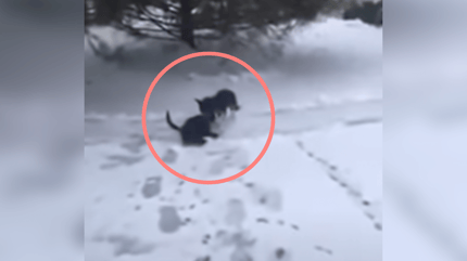 dog with cat in snow