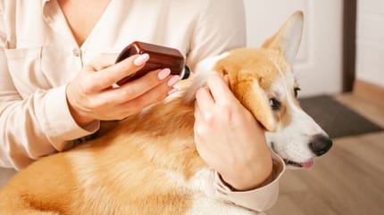 cómo desparasitar a mi perro en casa