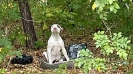 chien abandonné dans la forêt