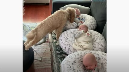 Un chien s'approche d'un bébé