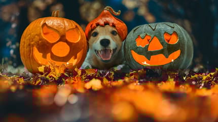 zucche di halloween a forma di cane