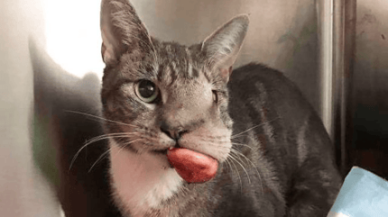 gatita bulto en la cara