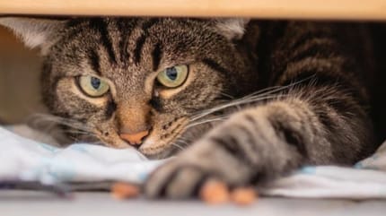Kater unter Schrank