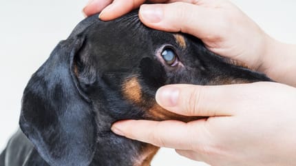 Cómo saber si mi perro tiene cataratas
