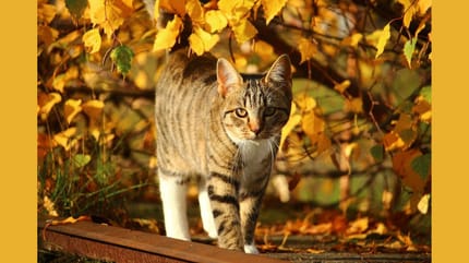 gatto a novembre