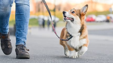 Corgi an der Leine schaut zu Halter