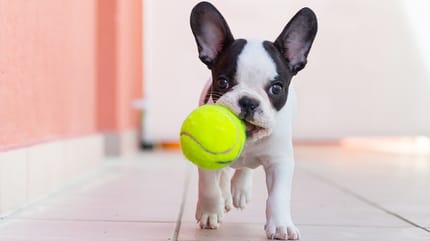 Een puppy met een bal in zijn bek