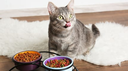 Katze vor zwei Futternäpfen