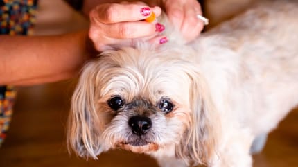 diabete nel cane evidente dallo stato di fido