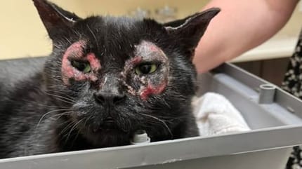 Die unbehandelte Katze