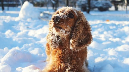4 conseils pour retirer la neige de la fourrure de son chien