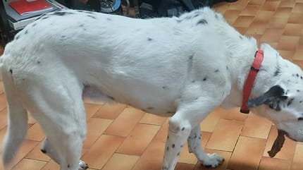 Vega, un chien de 13 ans abandonné par sa famille