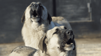 Cani randagi abbaiano
