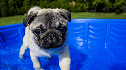Carlino fa il bagno in piscina