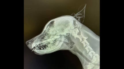 perro piedra radiografia