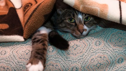 gatos en invierno