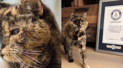 gatto più vecchio del mondo