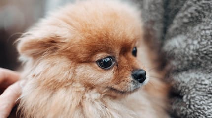 cane trema in braccio al padrone